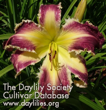 Daylily Absolute Ripper